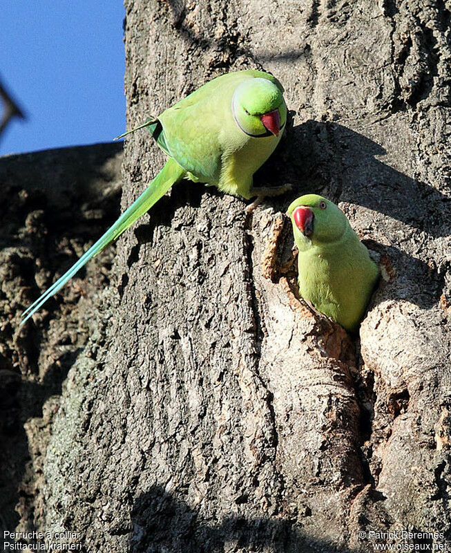 Rose-ringed Parakeet adult breeding, identification, Reproduction-nesting
