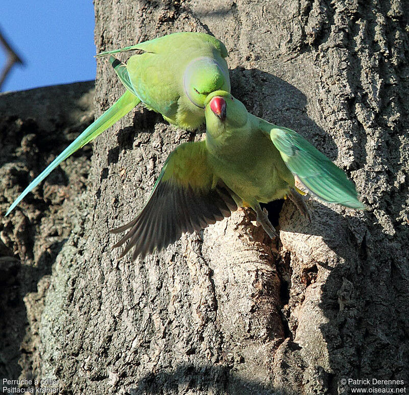 Rose-ringed Parakeet adult breeding, identification, Flight, Reproduction-nesting