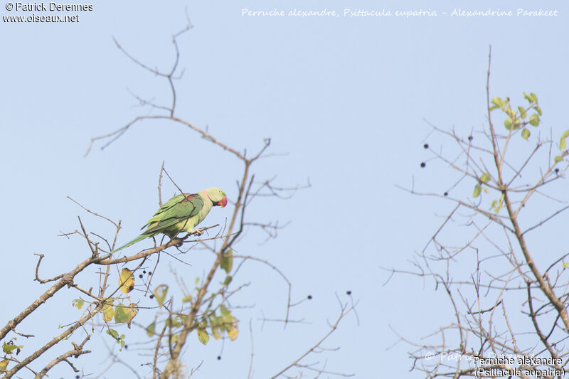 Alexandrine Parakeet male, identification, habitat