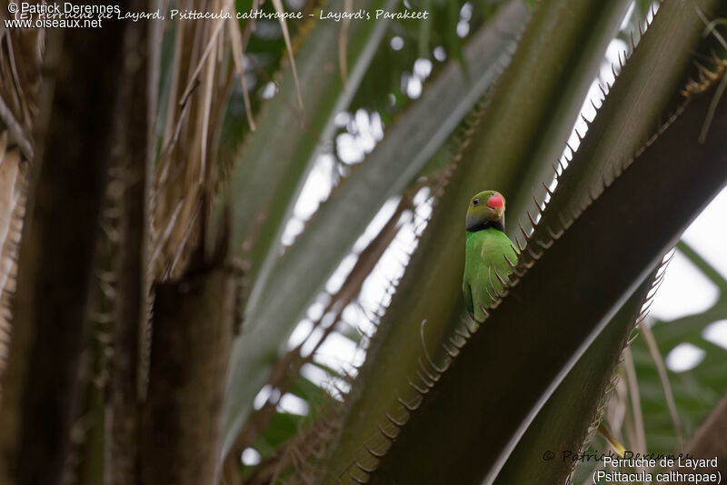 Layard's Parakeet male, identification, habitat