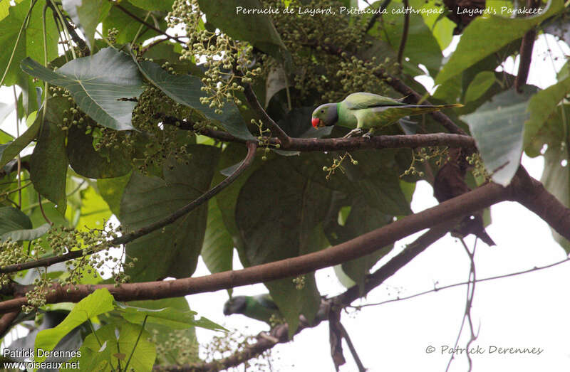 Layard's Parakeet male, feeding habits