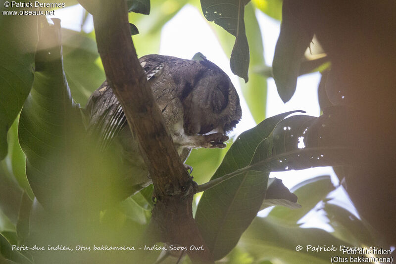 Indian Scops Owl, identification, habitat