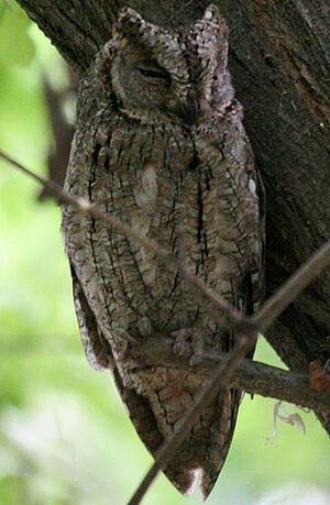 Petit-duc scops 
&copy; Patrick Derennes