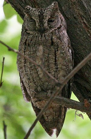 Petit-duc scops 
&copy; Patrick Derennes
