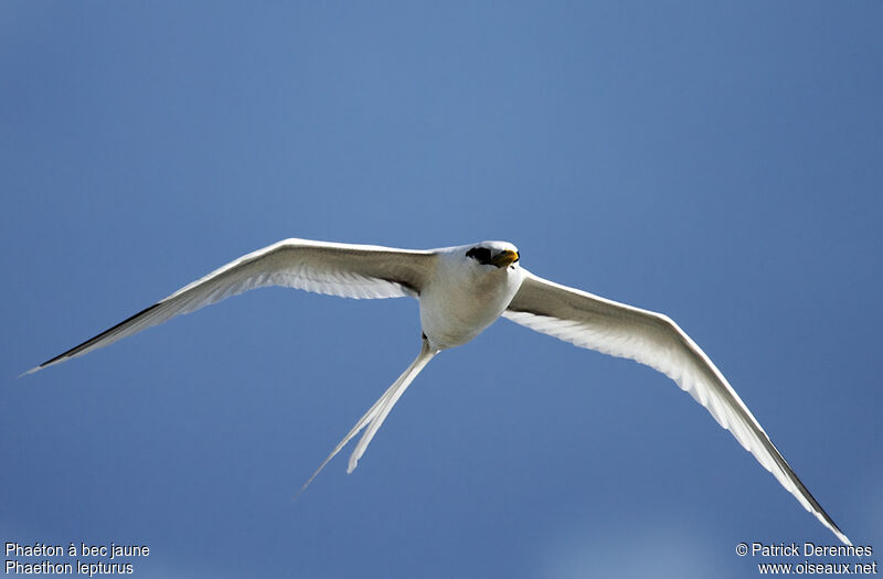 White-tailed Tropicbirdadult breeding, Flight