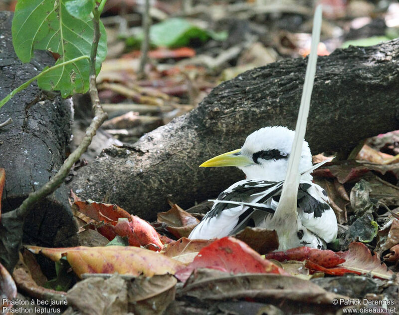 White-tailed Tropicbirdadult breeding, identification, Reproduction-nesting