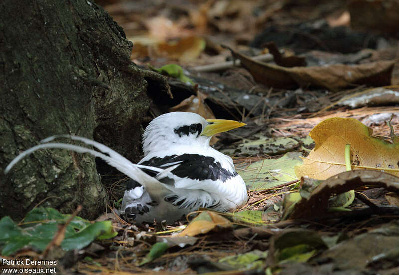 White-tailed Tropicbirdadult, identification, Reproduction-nesting