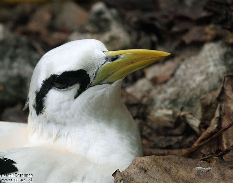 White-tailed Tropicbirdadult breeding, close-up portrait, Reproduction-nesting