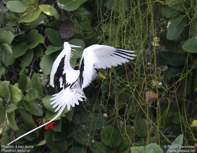 White-tailed Tropicbirdadult breeding, Flight