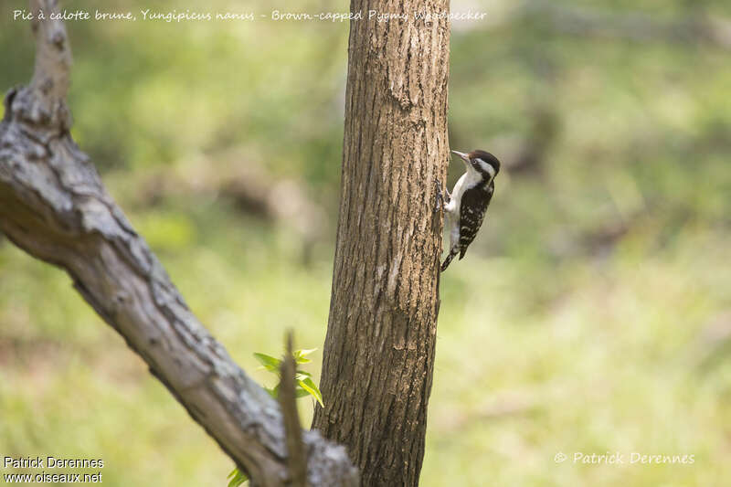 Brown-capped Pygmy Woodpeckeradult, identification