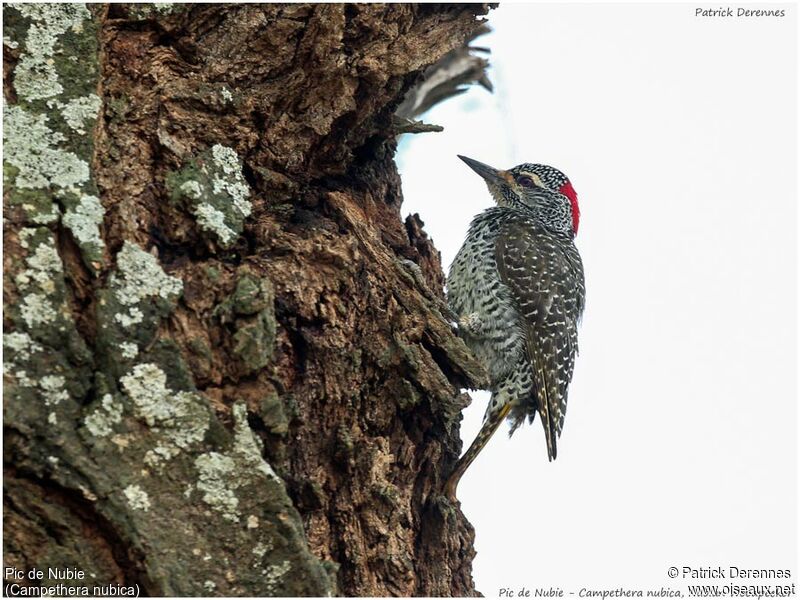 Nubian Woodpecker female adult, identification