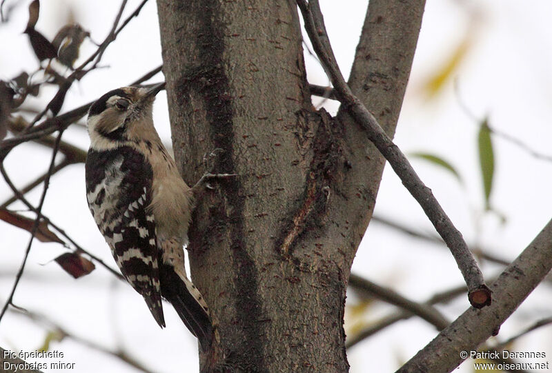 Lesser Spotted Woodpecker female adult, identification, Behaviour