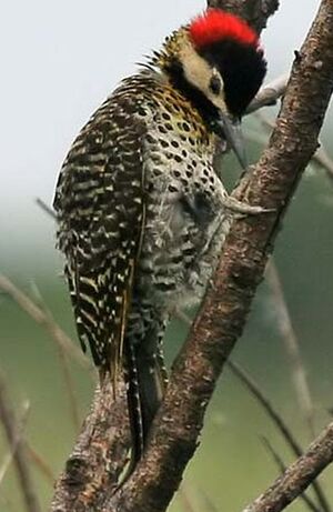 Green-barred Woodpecker