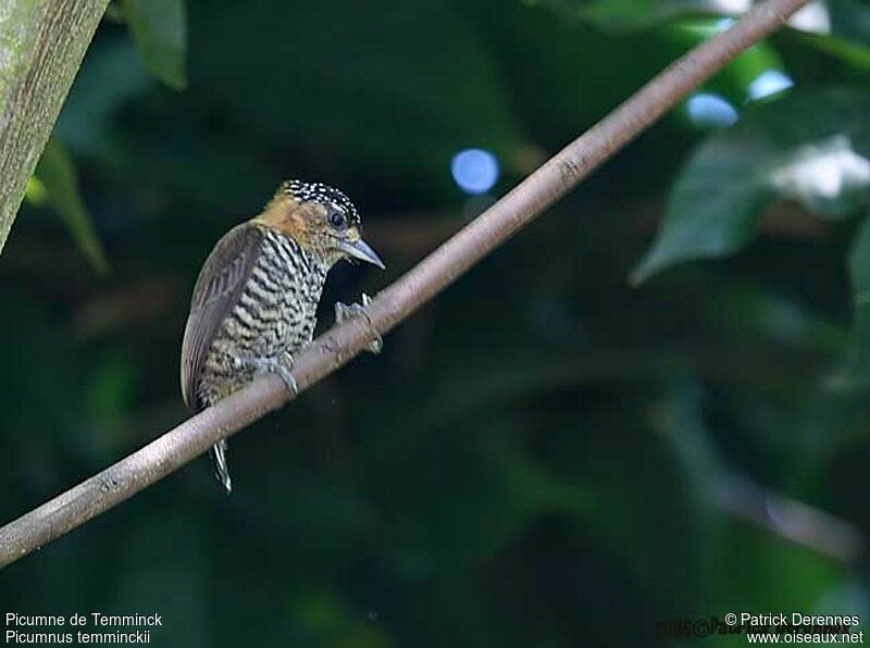 Ochre-collared Piculet female adult