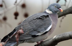 Pigeon ramier 
&copy; Patrick Derennes