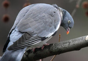 Pigeon ramier 
&copy; Patrick Derennes
