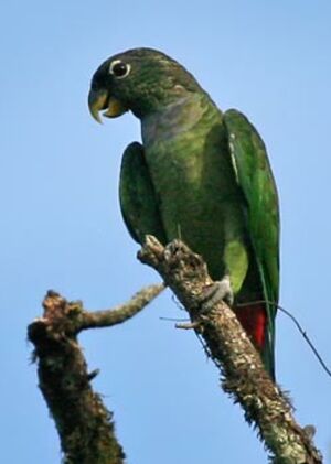 Scaly-headed Parrot