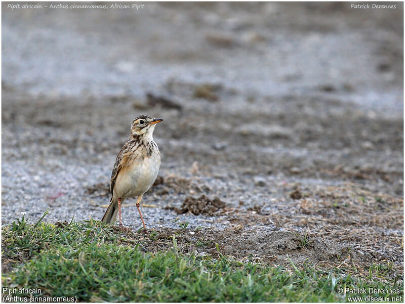 Pipit africain, identification