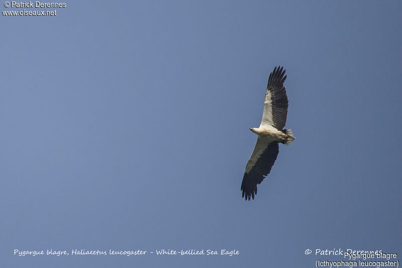 White-bellied Sea Eagle, Flight