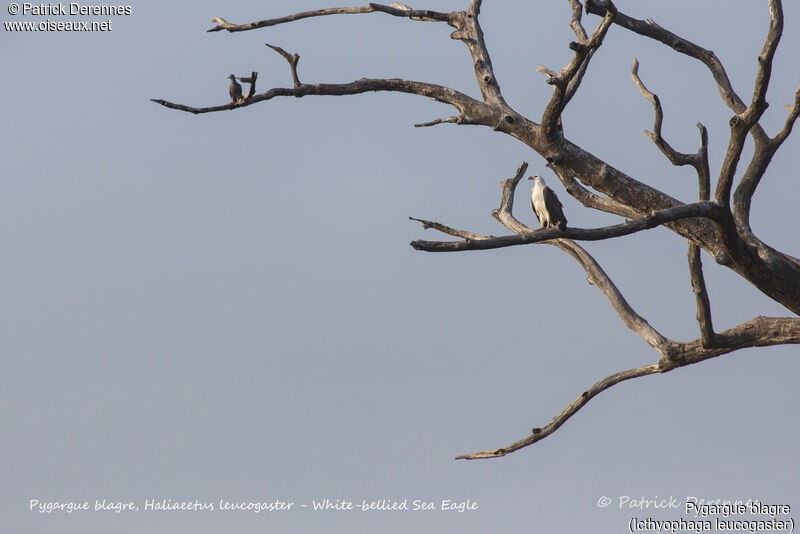 White-bellied Sea Eagle, identification, habitat