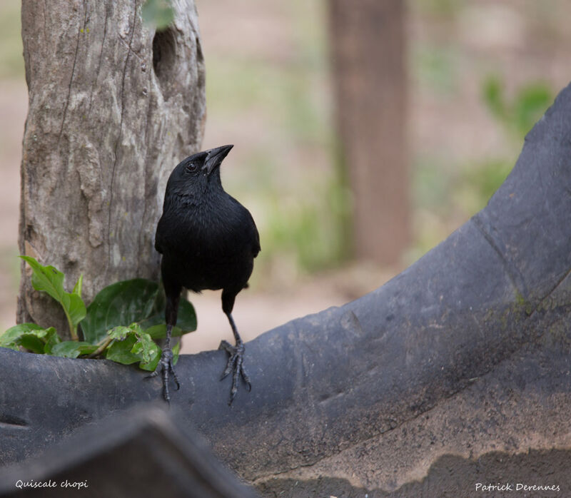 Chopi Blackbird, identification, habitat