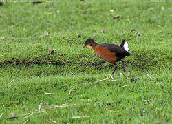Rouget's Rail