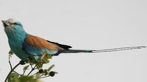 Abyssinian Roller