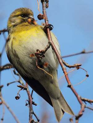 Serin cini
