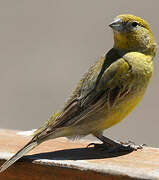 Patagonian Yellow Finch