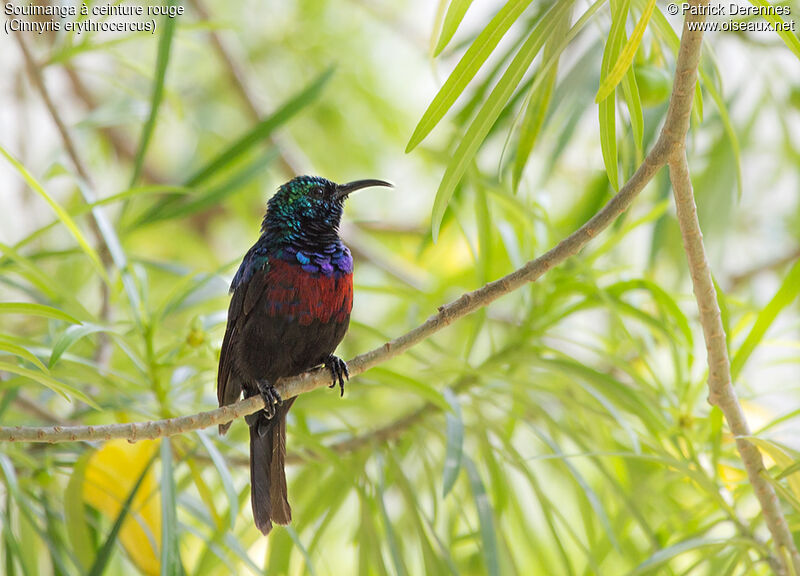 Red-chested Sunbird male adult breeding