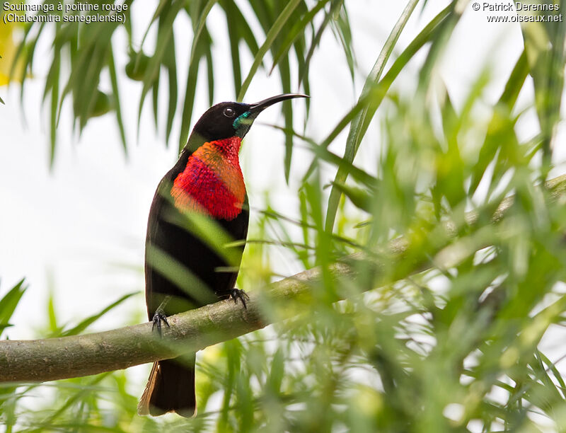 Scarlet-chested Sunbird male adult breeding