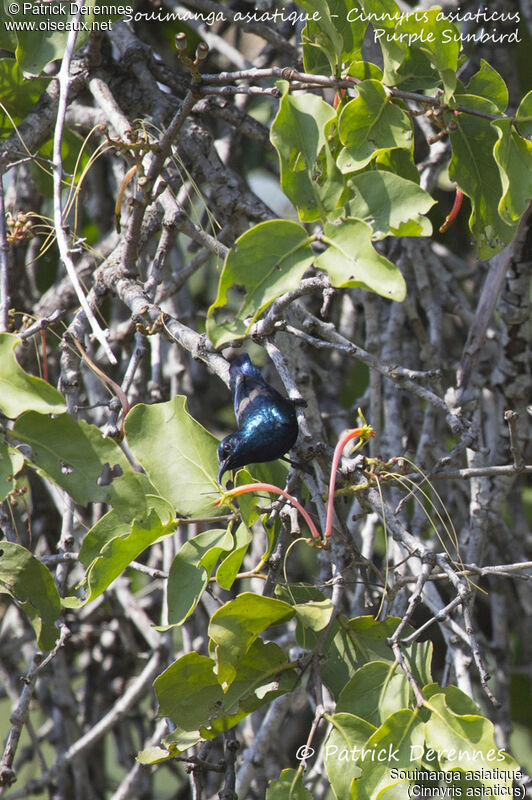 Purple Sunbird male, identification, habitat, feeding habits