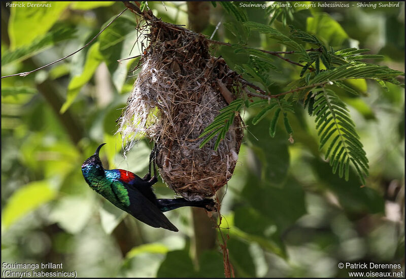 Shining Sunbird male adult, identification, Reproduction-nesting, Behaviour
