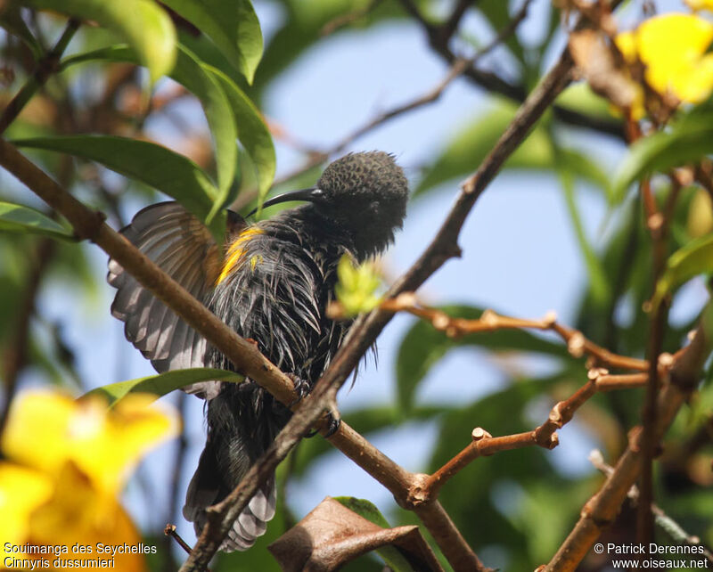 Seychelles Sunbird male, identification, Behaviour