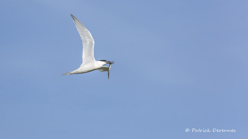 Sandwich Tern, Flight, feeding habits, Reproduction-nesting