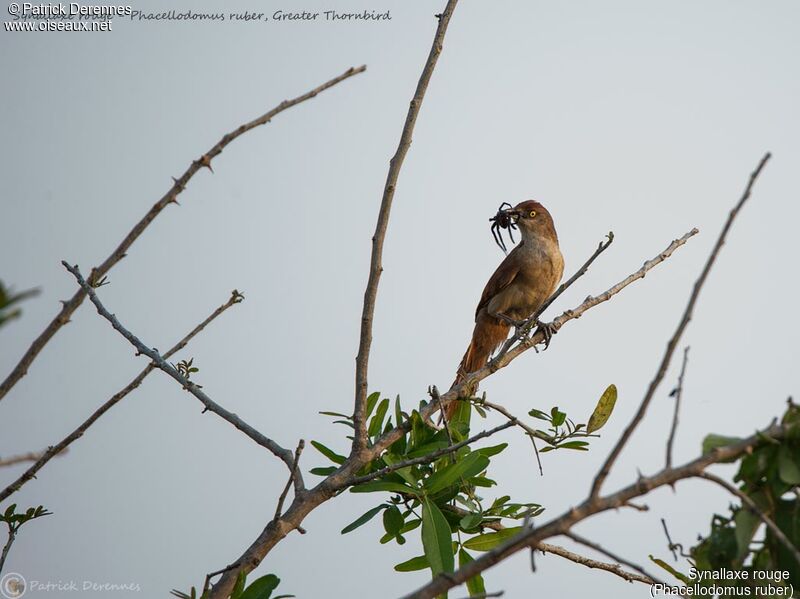 Greater Thornbird, identification, feeding habits, fishing/hunting