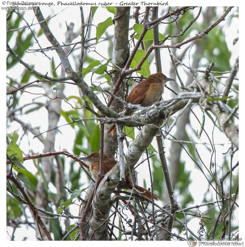 Greater Thornbird, identification, habitat