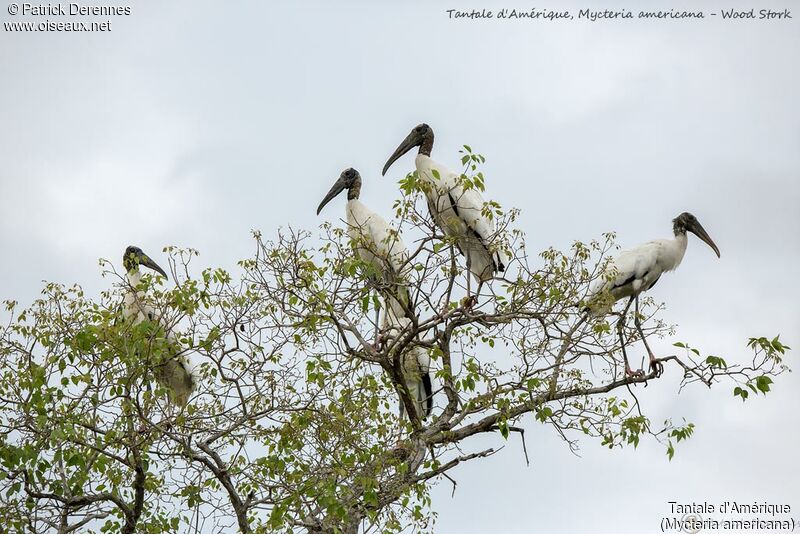 Wood Stork, habitat