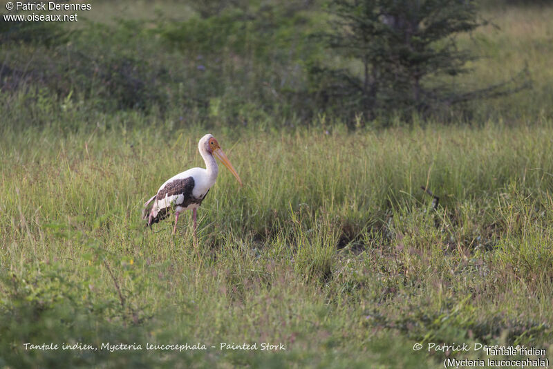 Painted Stork, identification, habitat