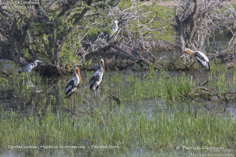 Painted Stork, habitat