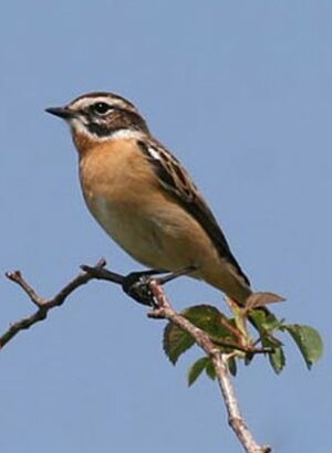 Whinchat