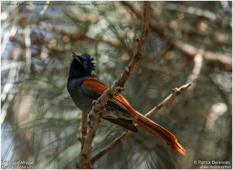 African Paradise Flycatcher female adult, identification