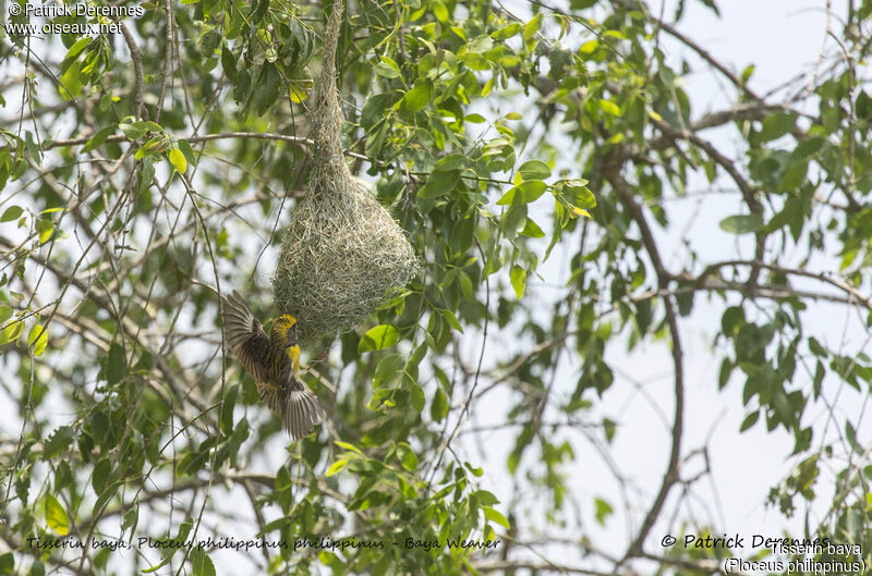 Baya Weaver, identification, habitat, courting display, Reproduction-nesting