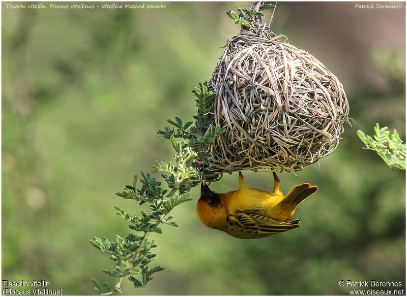 Vitelline Masked Weaver male adult, identification, Reproduction-nesting