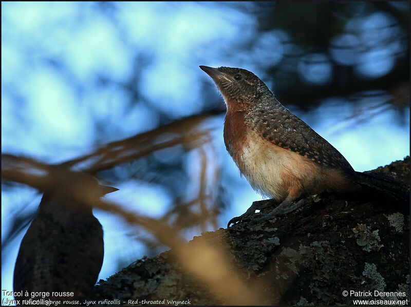Red-throated Wryneck, identification