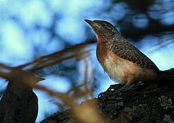 Red-throated Wryneck