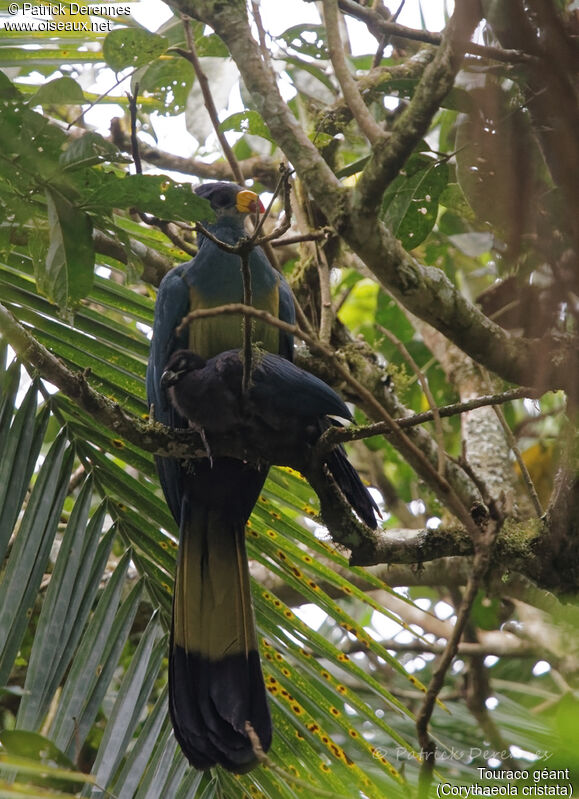 Great Blue Turaco, identification, habitat, Reproduction-nesting