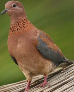 Laughing Dove
