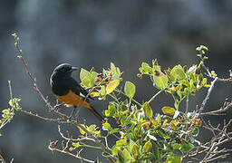 White-winged Cliff Chat