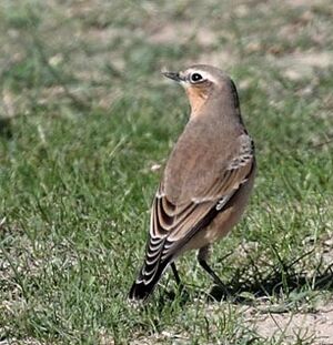 Northern Wheatear
